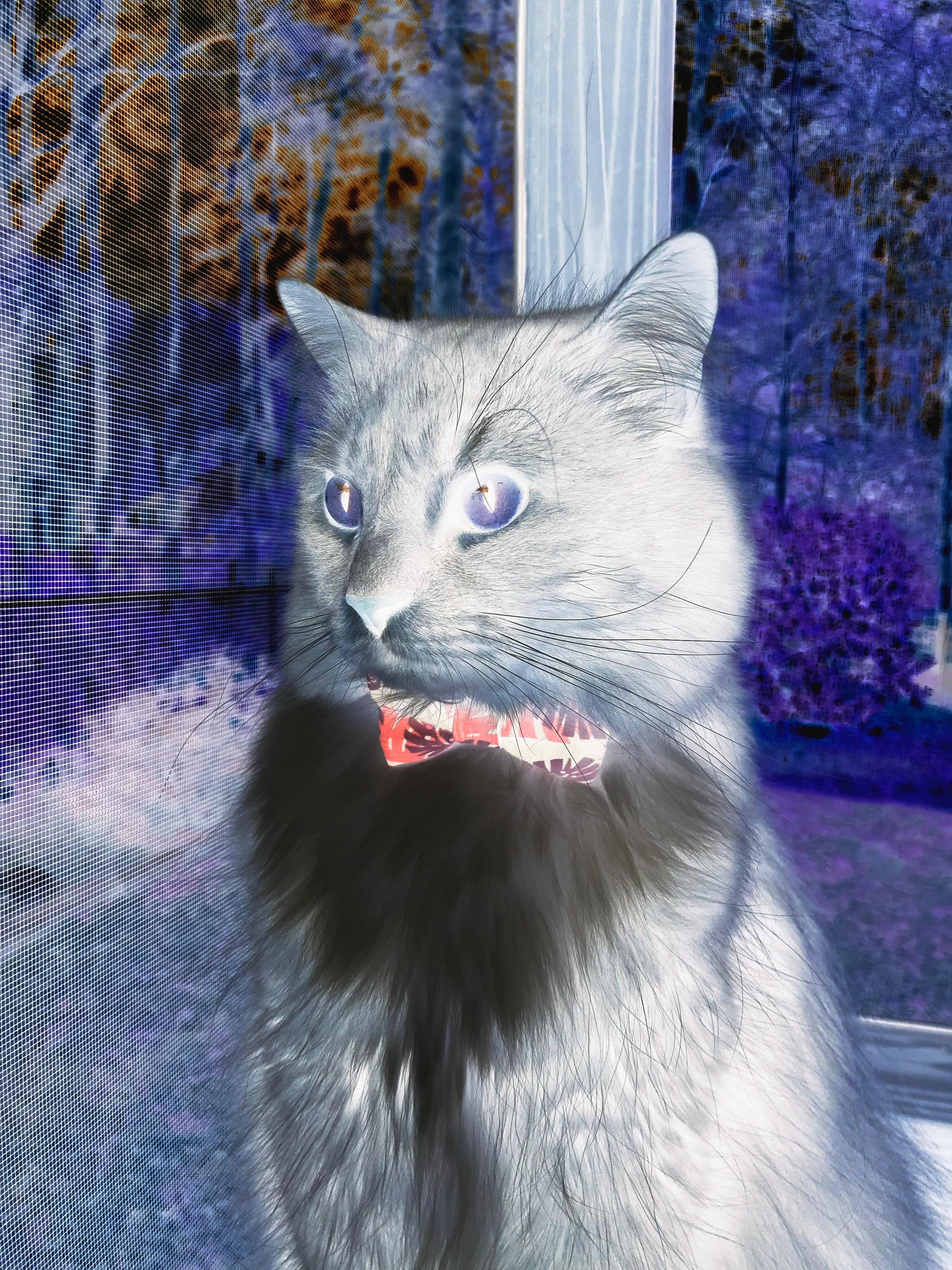 压力下的蜕变，拉亚爆发助英格兰力克卡塔尔