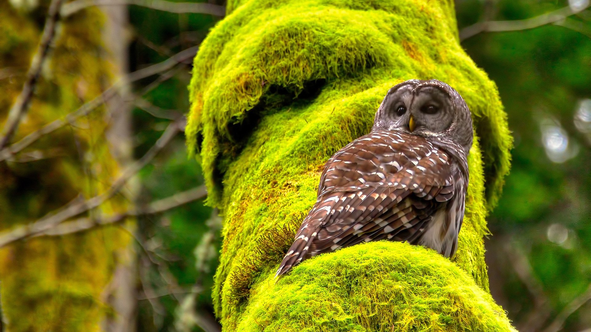 巅峰对决，摩纳哥险胜加纳，贝林厄姆闪耀全场