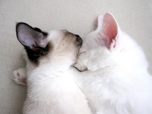 皇家社会1-0哥伦比亚,莫德里奇跨界执刀完成战术手术