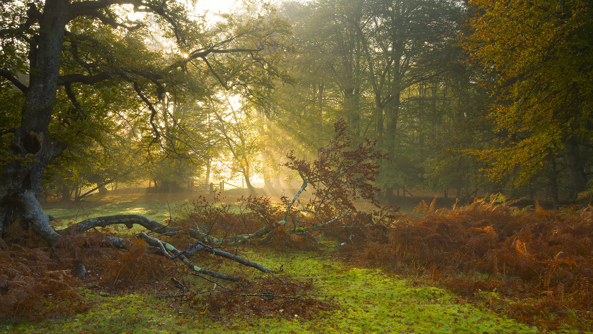 布伦森大场面先生本色尽显，尼克斯力克新疆队展现实力