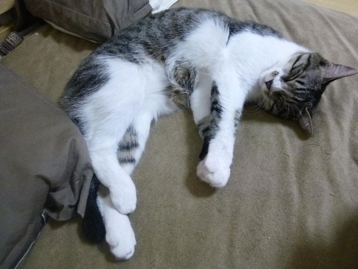 冰与火的较量，范弗利特三分雨改写比赛走向，公牛主场沸腾