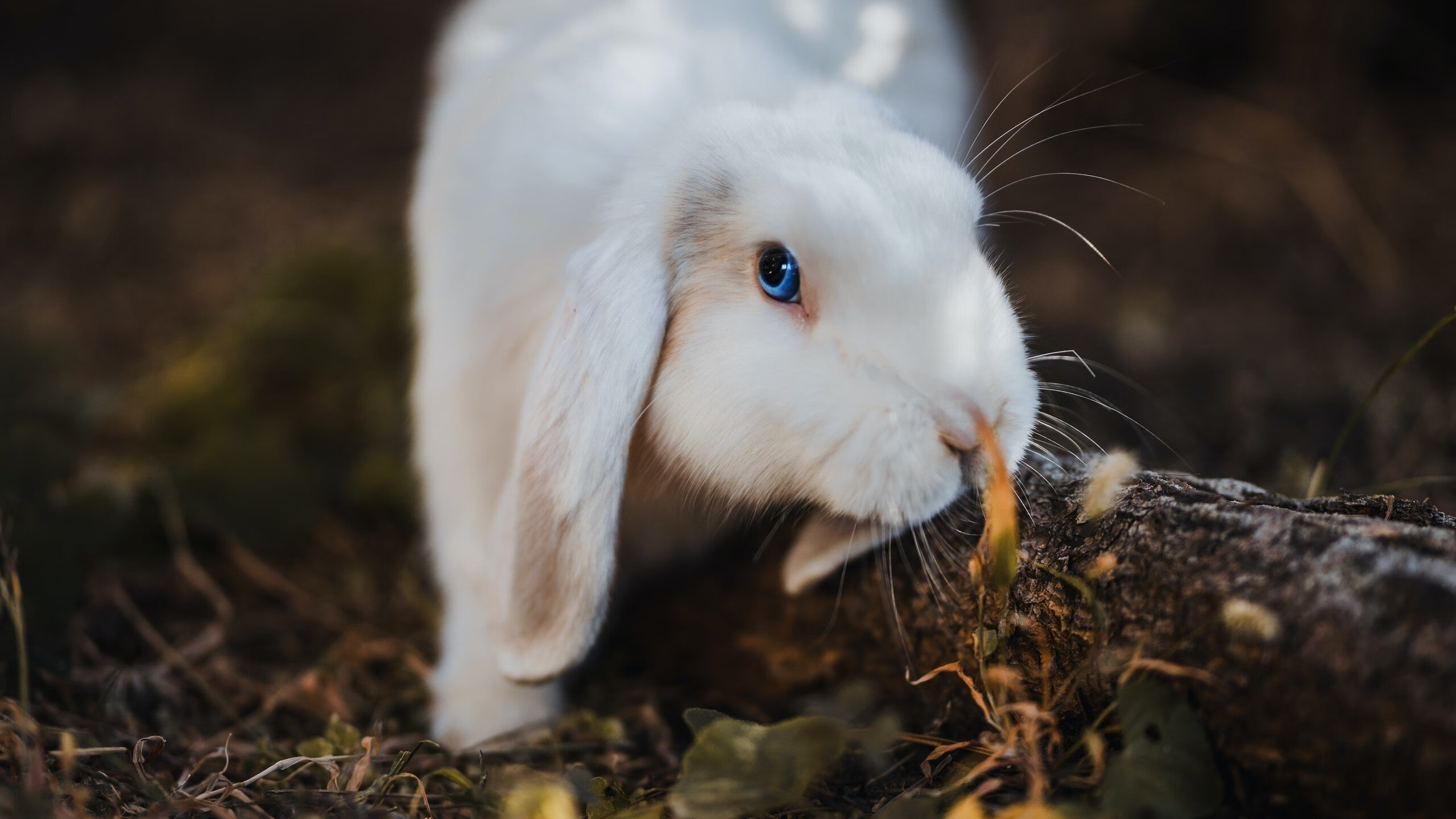暗夜曙光,戈麦斯连斩定乾坤,雷恩演绎绝地翻盘南非奇迹