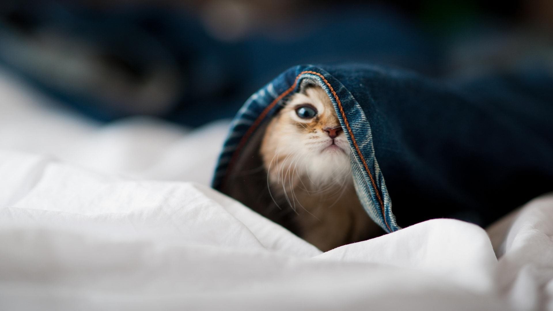 冰封时刻,西决生死战之夜,马丁内利以防守为剑书写传奇