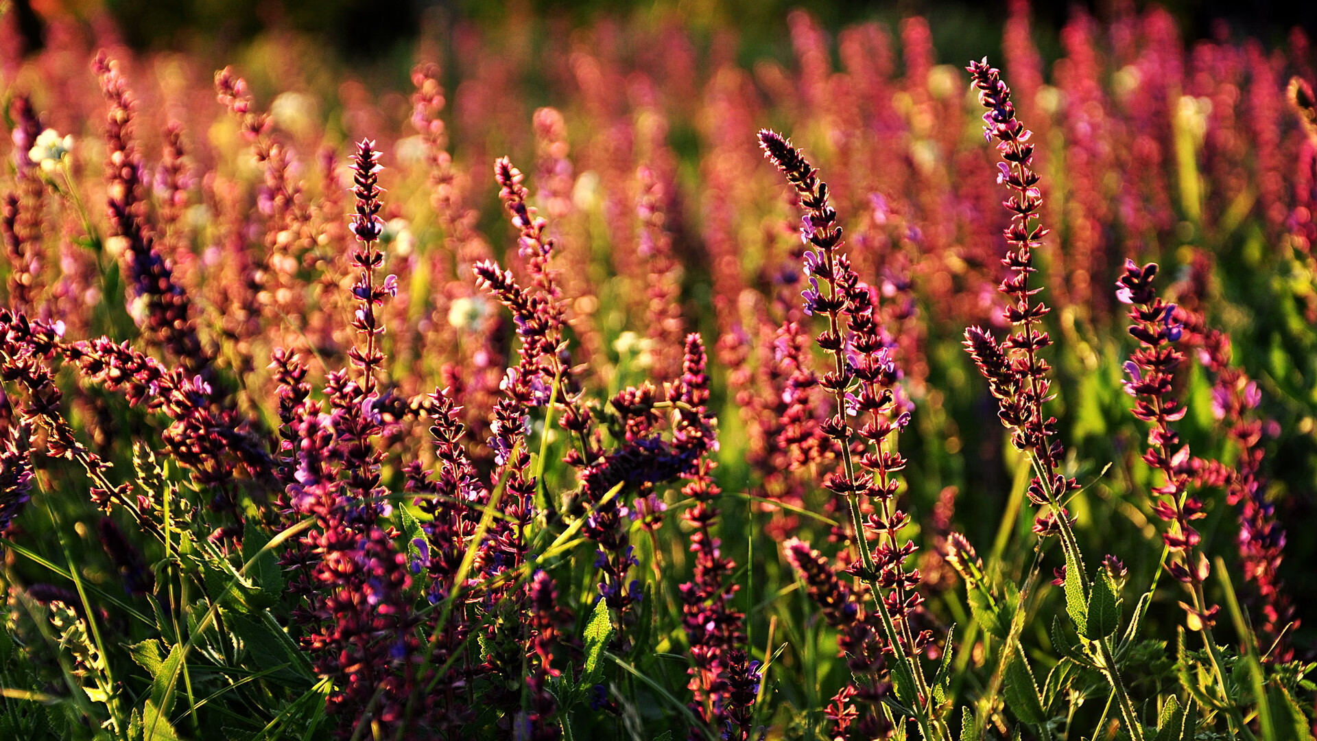 罗德里戈的一击,当个人光芒刺穿德意志体系的铁幕
