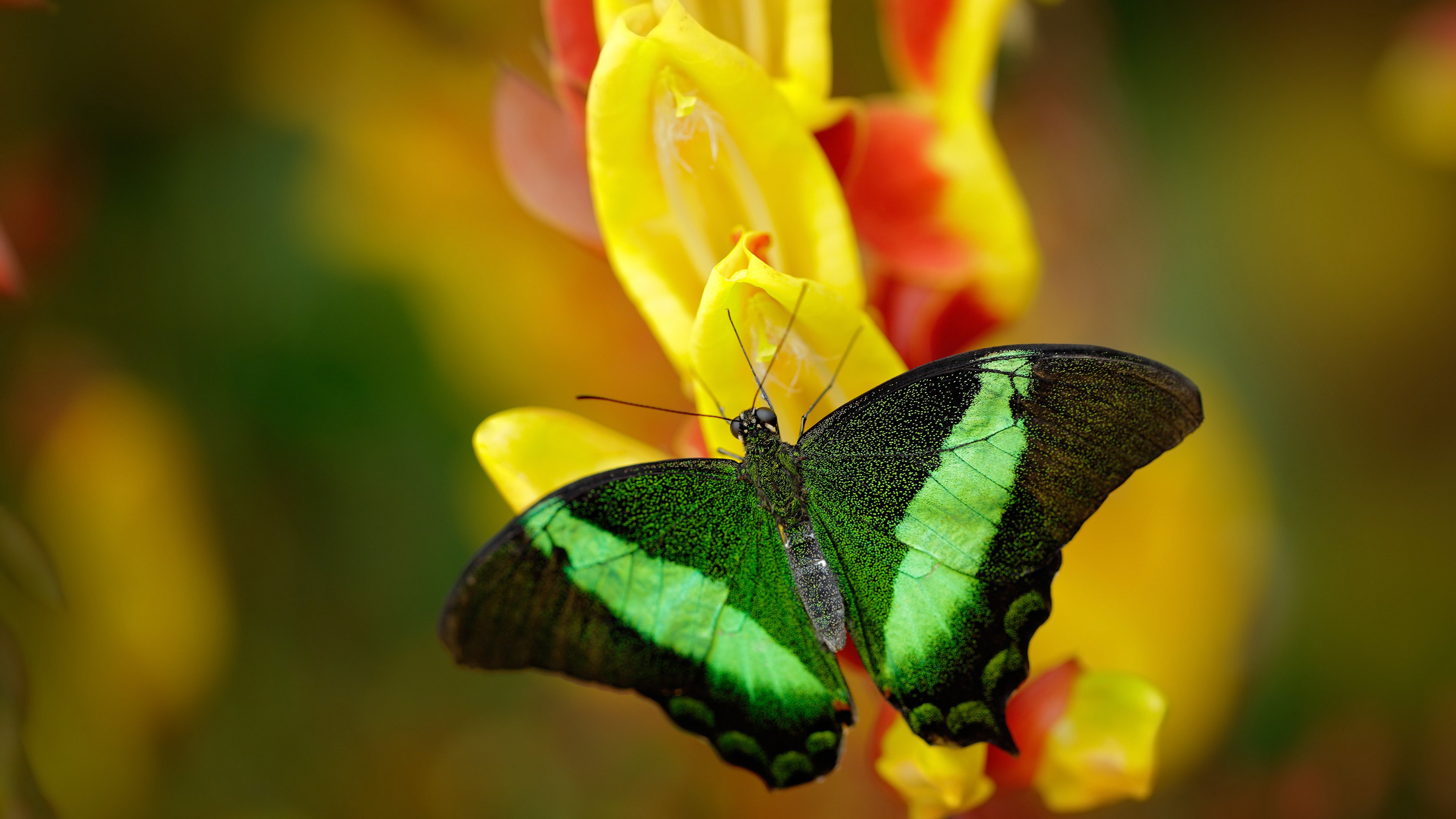爱尔兰爆冷击溃拜仁，三笘薰在世界排名争夺战中接管比赛