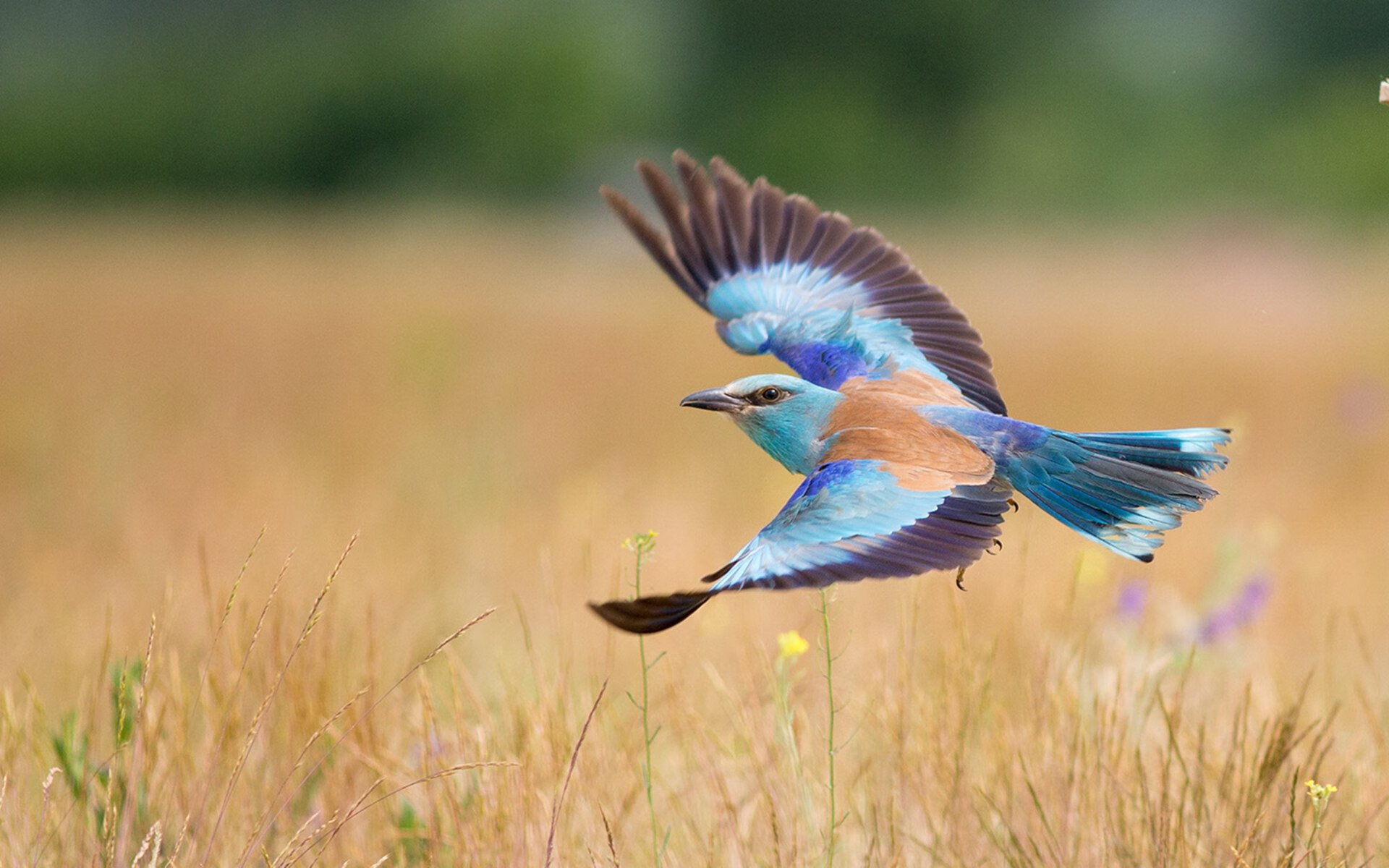 楚阿梅尼一锤定音!意甲焦点战之夜见证全能中场统治力