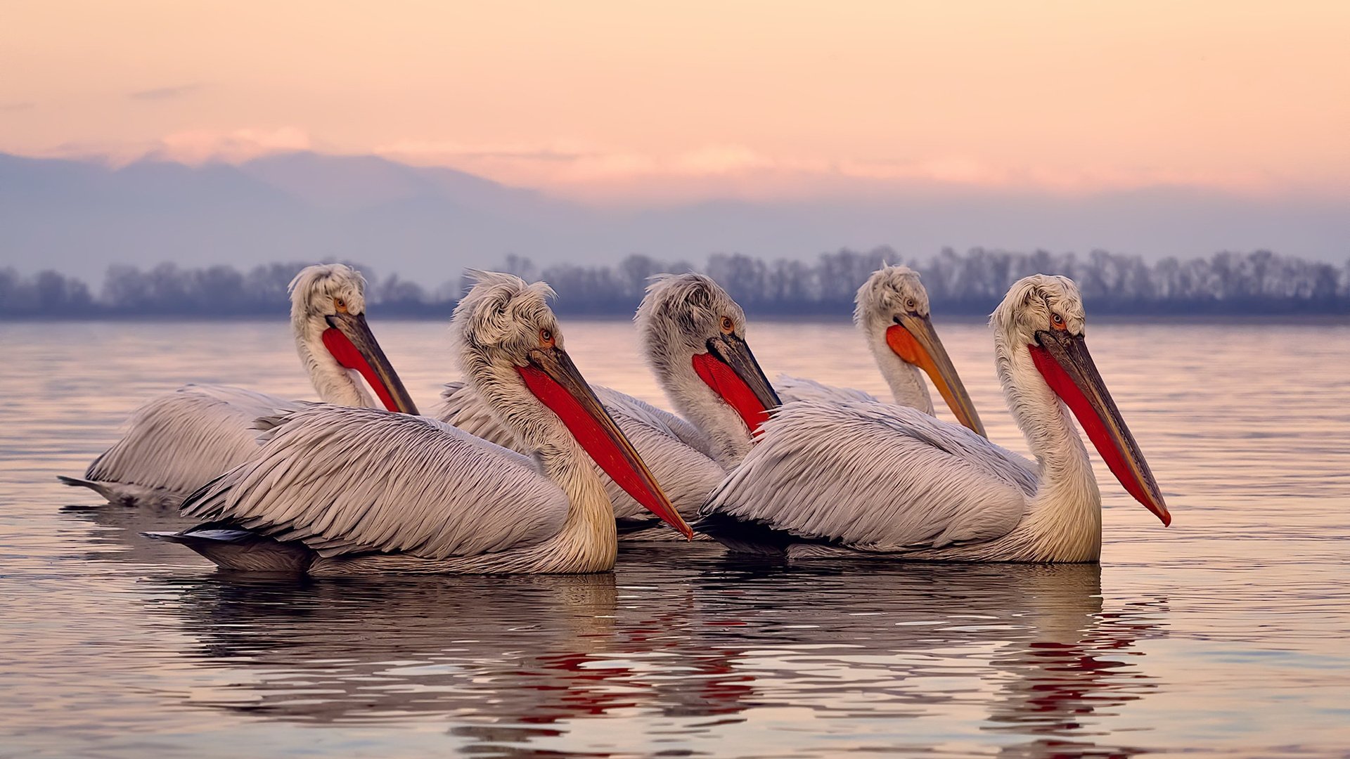 东方雪豹与北美枫叶，当新疆队决战掘金，范弗利特在总决赛舞台绽放