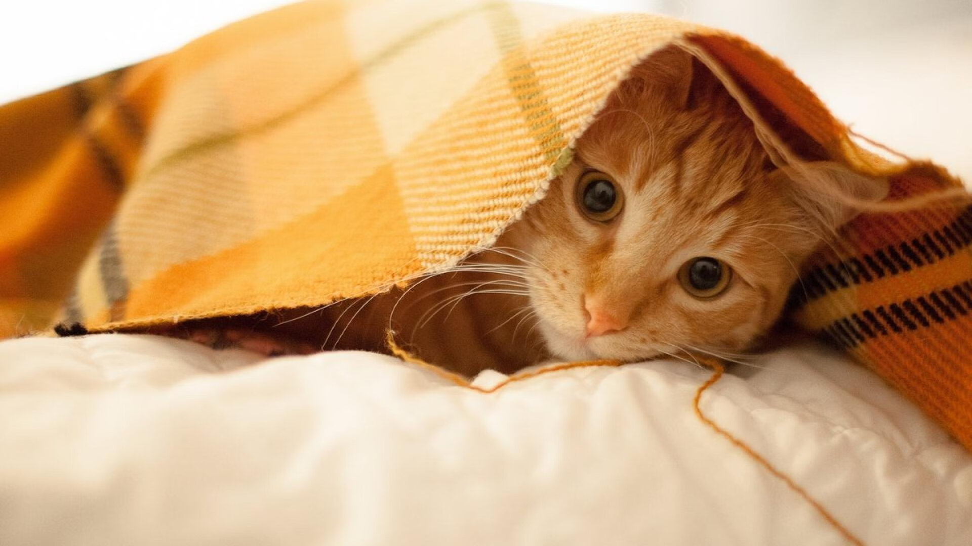 开云APP-世界排名之夜，斯通斯满分封神