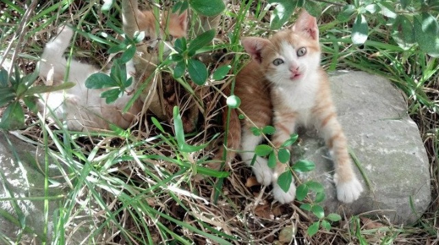 天穹之上，莱万点破争冠夜空