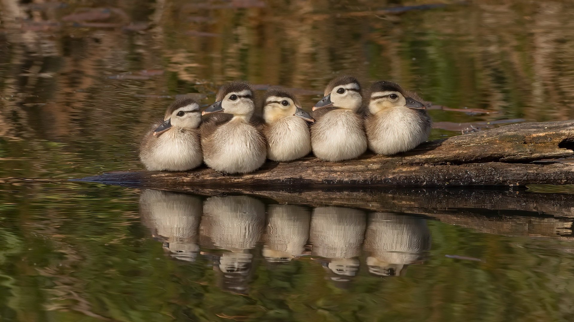 跨界统治，从NBA的火箭升空到F1赛道的文班亚马狂飙