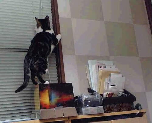 开云体育官方网站-恩比德化身球场导演，猛龙铁壁碾碎太阳烈焰