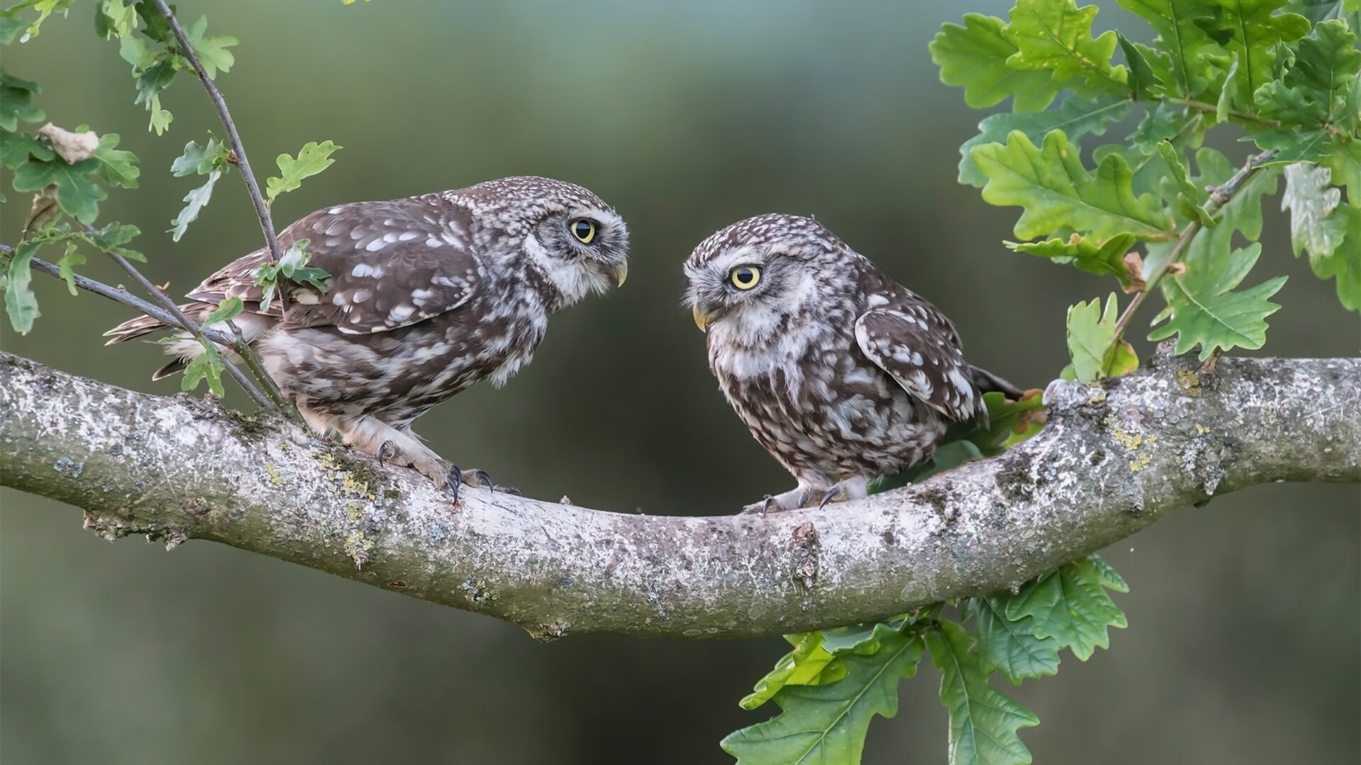 当阿拉巴的弧线划破南太平洋天空，一场跨越足球次元的降维打击