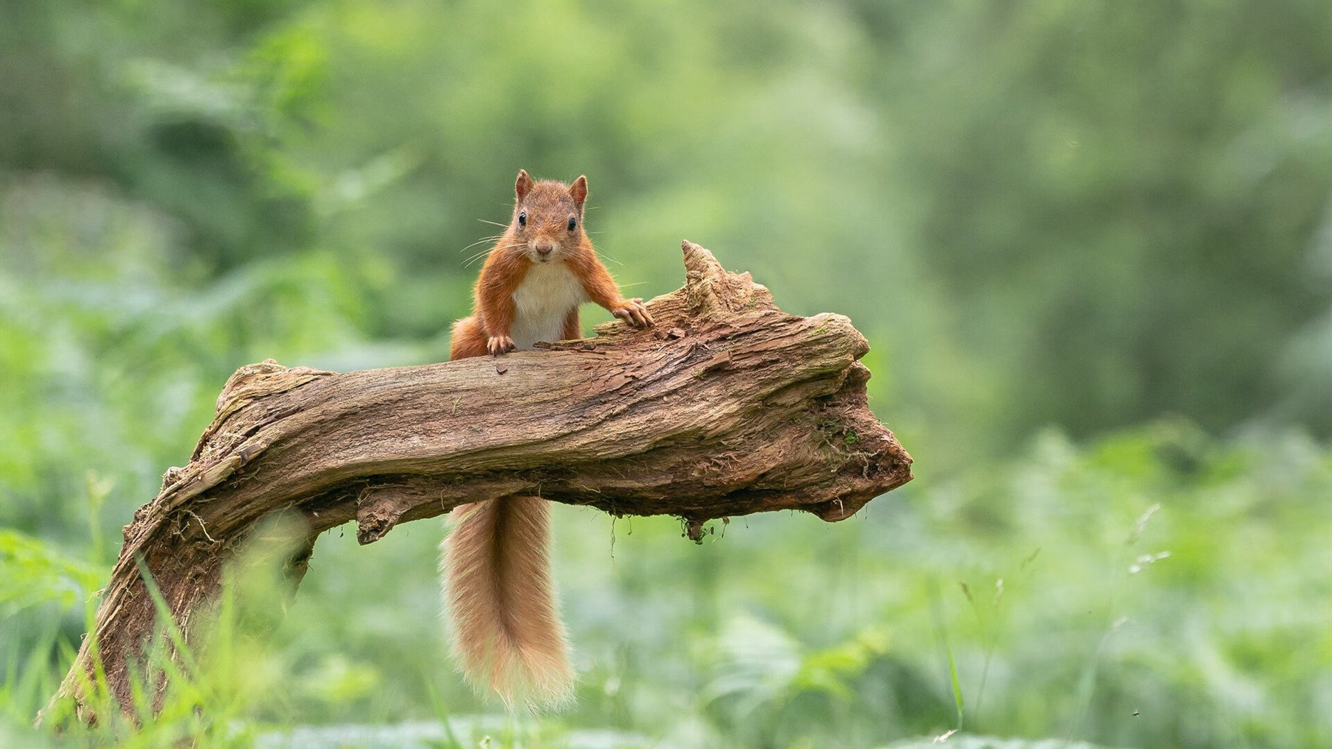 詹姆斯独揽焦点，勇士全面压制上海队展现统治力